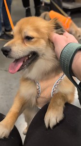 Lucy is a 6 month old Pomeranian mixed girl full of spunk! She gets along with dogs and loves all people. To meet her text 702-275-2854 | Pawsitive Difference Pet Rescue