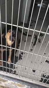 SALLIE ADOPTED ❤️ Kennel 1 | Nueces County, TX: Dogs in Need of Rescue