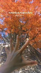 If each leaf were a word, then Moganshan in this season would undoubtedly be the most beautiful sea of poetry. #Deqing #Moganshan #ChinaTravel | Hi Deqing