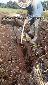 289K views · 6K reactions | Pasto de corte #pastosdecorte #ganaderia #sembrar #agropecuario鸞 | Todo Sobre Ganado | Facebook