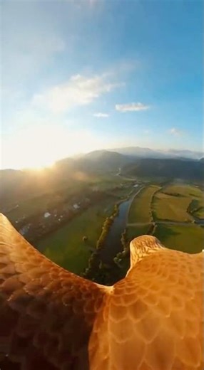 โลกจากสายตานักล่าบนฟ้า 🦅#เหยี่ยว #นักล่า #สัตว์ป่า #POV #ธรรมชาติ #Wildlife #คลิปไวรัล