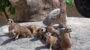 Un nun zu etwas vollkommen anderem. Süß, oder? Nur wie heißen die nochmal? | Wildwechsel