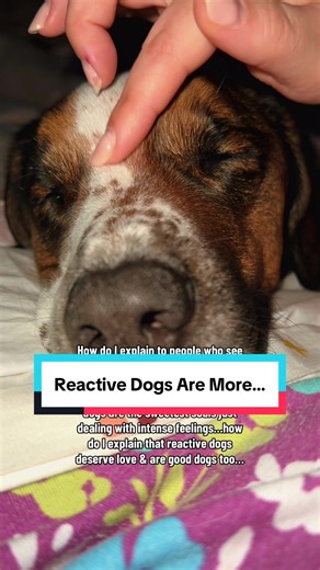 RachelWTheDog on TikTok