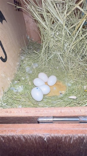 6.2K views · 96 reactions | Love bird eggs #reelsfypシ #Birds #bird #reelschallenge #probashibirdslover #instagram #reels #viral #Reelsfb #trending #shortvideo #birdslover #fbreels24 #trendingnow #reelviral #reelsvideo #viralreels #viralpost #trendingreels #trend #fbreels #Birdssinging #foryou #viralvideo #africanlovebirds #naturesbirds #foryoupage #viralpage #wouldbirds | Probashi birds lover | Facebook