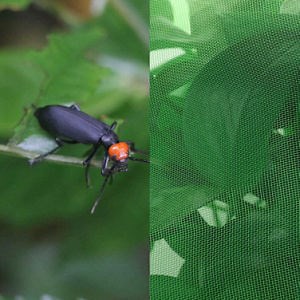 [Hot Item] Anti-Insect Netting for Bug Nets Insect Mesh Window Crop Garden Net