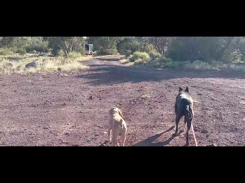 Concho Lake Campground AZ 🏕