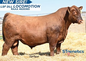 Put your perfect herd into motion with our NEW STgenetics® Beef Red Angus sire! LOCOMOTION enters our lineup as a true, balanced trait acquisition and a standout on hoof from the 2023 Ludvigson Stock Farm sale. Ranking near the top of the of the breed for ProS and the top 20% in all 11 traits should entice his service as a do-it-all sire. We think cattlemen will target this high HPG and MARB sire to create breeding stock with superior foot quality and a highly marketable phenotype. LOCOMOTION ea