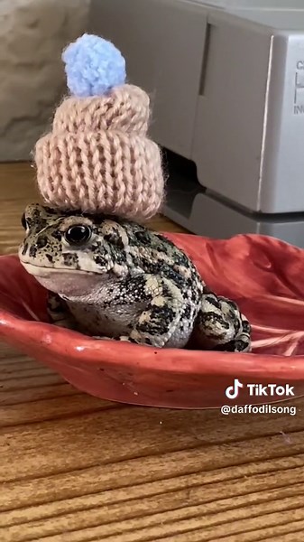 Cuentas recomendadas