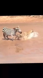 A brave mother zebra fights back against a cheetah to protect her young 🦓🐆 #WildlifeHero #MotherlyLove #NatureProtection #ZebraVsCheetah | Tribeni Online