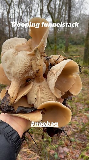 Galloway Wild Foods on Reels