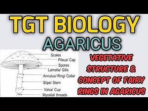 TGT biology,agaricus (vegetative structure)