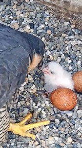 15K views · 866 reactions | Here’s a look at a peregrine falcon chick being fed this morning from the UC Berkeley Peregrine Falcon Cam. The other three eggs could hatch sometime April 11. | KCRA 3 | Facebook