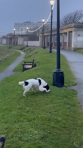 Friday morning north bay Scarborough xxxx | Dave Mezza
