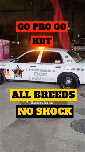 Transform your dog's behavior with the leading dog training service in Houston. With over 40 years of experience, we've trained over 1900 dogs and counting. No pain, no shock, no treats - just professional, effective training methods that yield results. Call 832-845-4680 today for all breeds, all issues, and all ages. Affordable rates and a proven track record make us the number one choice in Texas. Don't settle for amateurs - choose The Houston Dog Trainer for a well-behaved furry friend! | The