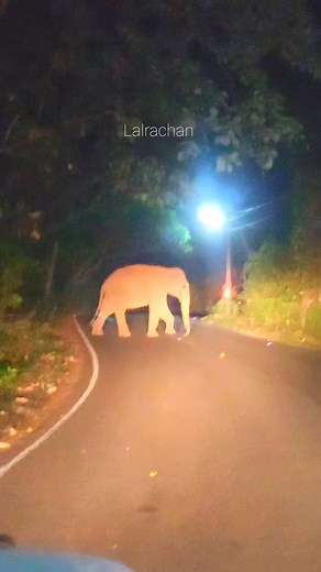 3.1K views · 39 reactions | #wildElephant #wilde #phants #wild #ele #shortstory #wildlife #elephant #shorts #short | Roobinlal Athirappilly | Facebook