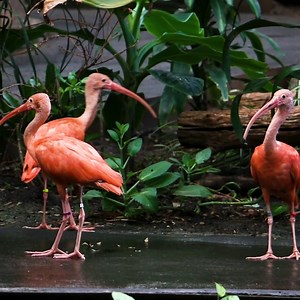 Immerse yourself with the free-flight aviary in the Discovery Center! From big to small, ground to flighted, discovery awaits around every corner 🦜 | Blank Park Zoo