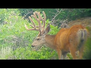 Book Cliffs Archery 2021 -Summer scouting