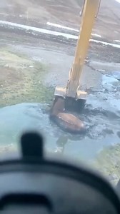 Rescuing a horse, unable to escape this deep mud. | Passion for beautiful Horses.