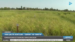 ✅ Yeni çəltik sortlarının üstünlükləri nələrdir? ✅ Yeni yaradılan çəltik sortlarının məsuldarlığının yüksək olması gözlənilir... | Azərbaycan Respublikasının Kənd Təsərrüfatı Nazirliyi
