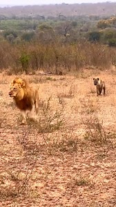 Lions attack Hyenas #wildanimals #animals | Didyouknow?
