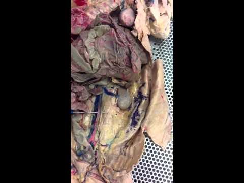 Biology 221 - Circulatory System of the Rabbit