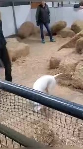 💟Lillet Blanc | Cello's Corner