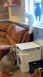 7.6K views · 218 reactions | Woman rescued a poor bobcat from the trap #fypシ #explore #Amazing #bestoftheday | Laugh-A-Lot | Facebook