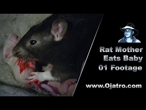 Rat Mother Eats Baby 01 Stock Footage