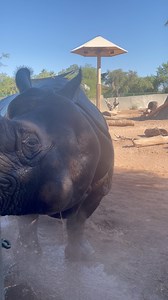16K views · 485 reactions | Chutti the Cutie Gets a Shower  | Phoenix Zoo | Facebook