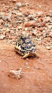 Leopard Turtle Sunbathing #wow #nature #wildlife #turtle #sunbathing #ground #leopardturtle HA98000 | HAWI Studios