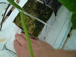 How to plant cucumbers in a greenhouse (2nd crop)