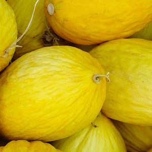 Crenshaw Melon Seeds, Cranshaw, Heirloom, NON-GMO - 35 Seeds - Etsy Canada