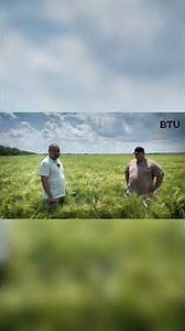 🌾 The field was ready for replanting, but the barley was saved. #biopreparations #btu #farming