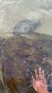 Every so often, the sea sends us visitors — gentle, ancient, unhurried. The turtles remind us that beauty moves slowly. 🌊💫 Would you wait to see them? | Owl and the Pussycat Hotel