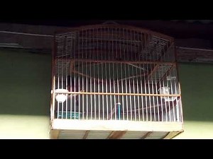 Trini bullfinch proven teacher 3rd black now outta moult 18/03/2020💕
