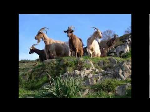 Corsica -Petru Guelfucci (+ paroles)