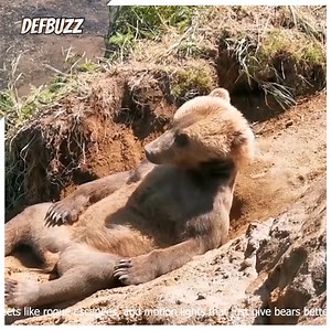 Bear Encounters: A Little Too Friendly  | Defbuzz | Facebook