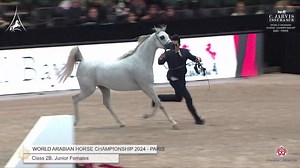 31 reactions | World Arabian Horse Championship 2024 - PARIS Junior Females - Section B (Class 2B) 3 rd Place 41 – D RASEEL 92.07 Birth: 01/01/2021 Color: Grey Sire: D SERAJ Dam: ELLE FLAMENCA Breeder:Dubai Arabian Horse Stud (UAE) Owner:Dubai Arabian Horse Stud (UAE) Handler:PAOLO CAPECCI | Arabian Essence di Elvis Giughera | Facebook