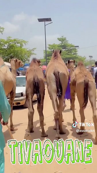 Celebrating Gamou Tivaoune with Talibei Cheikh