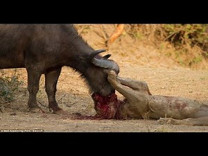 Wildlife Botswana : Best Documentary