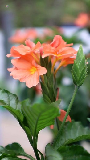 Crossandra flowers #flowers #reels | My Beautiful Garden