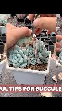 SUCULENT LOVERS Rejoice! 10 Essential Tips for Happy Plants