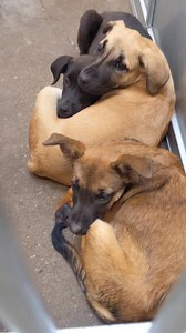 30 reactions · 53 shares | ❤️ ADOPTED ALL PUPPIES! These 3 month old Rottweiler mixes are ready for new adventures!吝 3 girls and 1 boy ready to play, cuddle, learn and be your best friend. Cage 18 #221345, 7-9 Adoption girls $87, male $67, includes fixing, rabies vaccine and microchip | Advocates for the Animals at Greenville Animal Control Shelter | Facebook