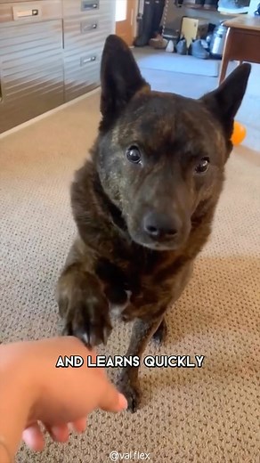 209K views · 10K reactions | Japanese Kai Ken  One Of The Rarest Dog Breeds In The World #kaiken #japanesedog #japanesedogs #kaidog #dogoftheday #dogbreed #kaikendog #dogsofinstagram #doglover #japanesepuppy | 1 Minute Animals | Facebook