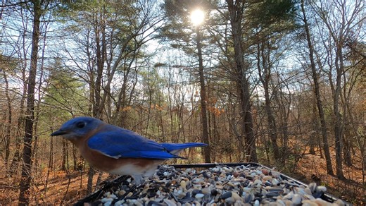 4.7K views · 694 reactions | Blue Jay, Northern Cardinal, Eastern Bluebird, White-breasted Nuthatch | Critter Cam | Facebook