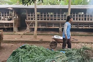 31K views · 716 reactions | AGAR JARANG NGARIT. CARA MEMBUAT PAKAN SILASE UNTUK KAMBING DAN SAPI | Peternakan Dan Pertanian | Facebook