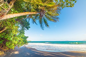 Palmen am Meer am Strand Grande Anse in Guadeloupe. Kleine Antillen,...