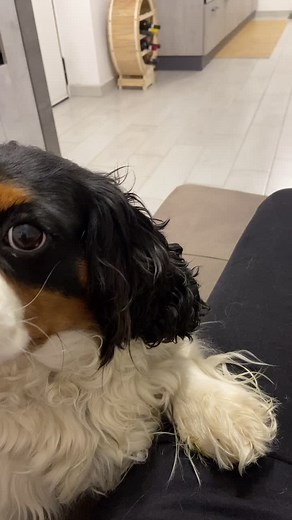 Cavalier King Charles Spaniel Exploring a Cozy Kitchen