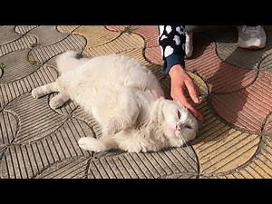Pink nosed white cat purring loudly is unbelievably cute