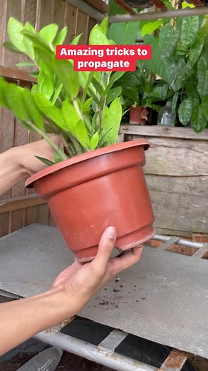 1.4M views · 14K reactions | AMAZING TRICKS HOW TO PROPAGATE YOUR ZZ PLANT #propagation #Plants #Garden #Gardening #HousePlants #PinoyPlantito #cactus #succulents #houseplants #caretips #propagations #indoorplants #trending #Plantito #Garden #markofthejungleplants #zzplant | Mark of the Jungle Plants | Facebook